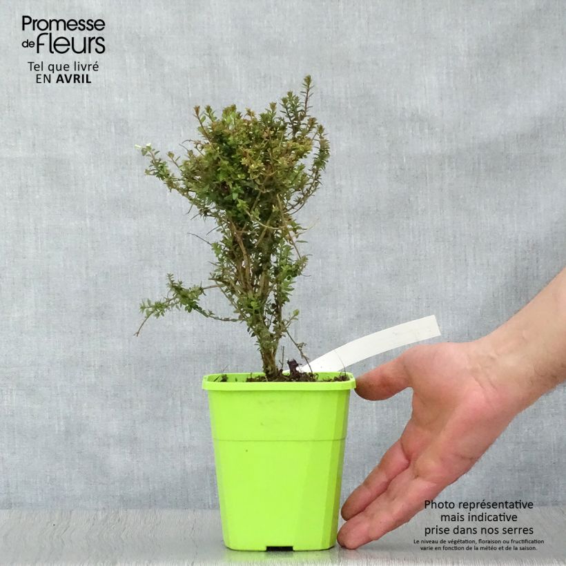 Lonicera nitida Scoop 'Chalons Vaso da 1L/1,5L esemplare consegnato in primavera