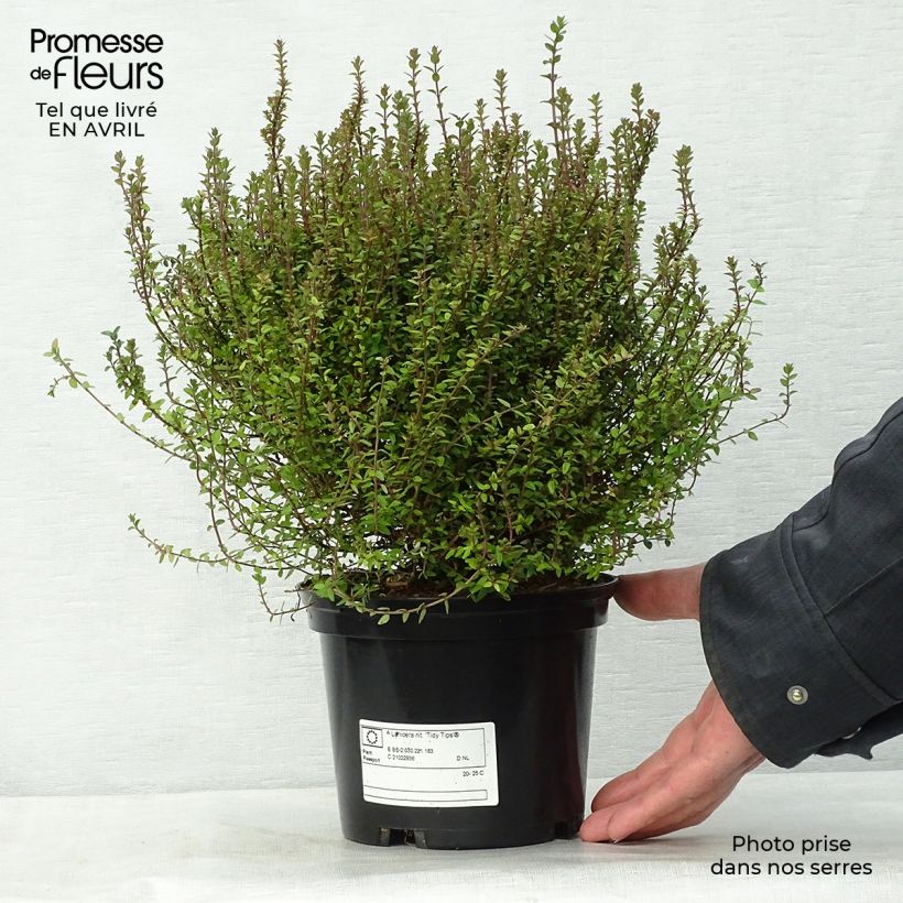 Example of Lonicera nitida Tidy Tips Vaso da 2L/3L as you get in printemps