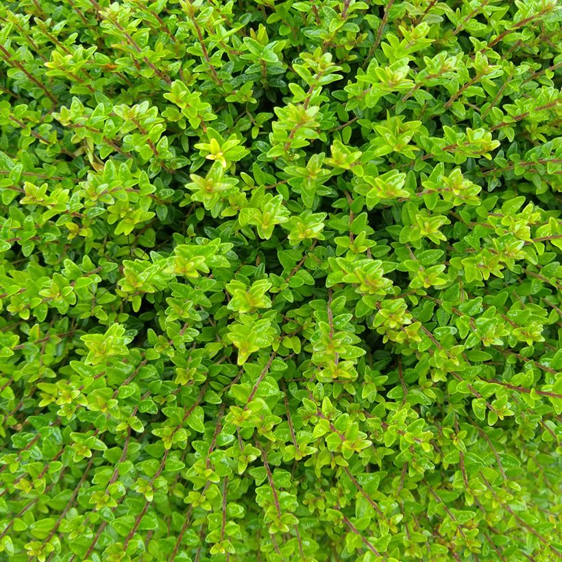 Lonicera nitida Tidy Tips (Foliage)