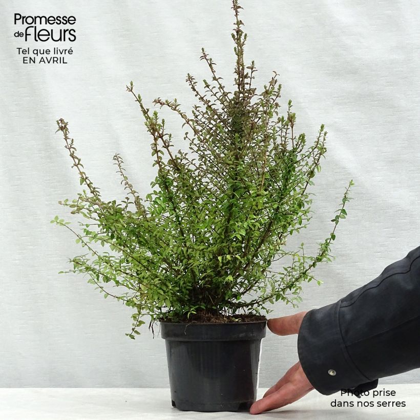 Example of Lonicera nitida - Caprifoglio Vaso da 1L/1,5L as you get in printemps