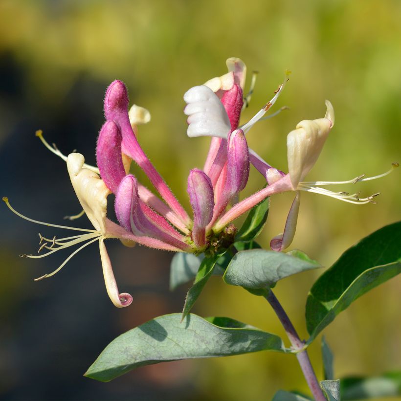 Lonicera periclymenum Belgica - Caprifoglio atlantico (Fioritura)