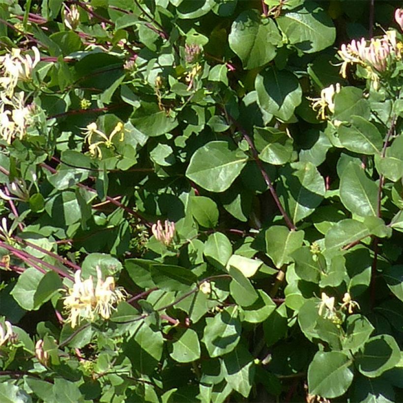 Lonicera periclymenum Graham thomas - Caprifoglio atlantico (Foliage)