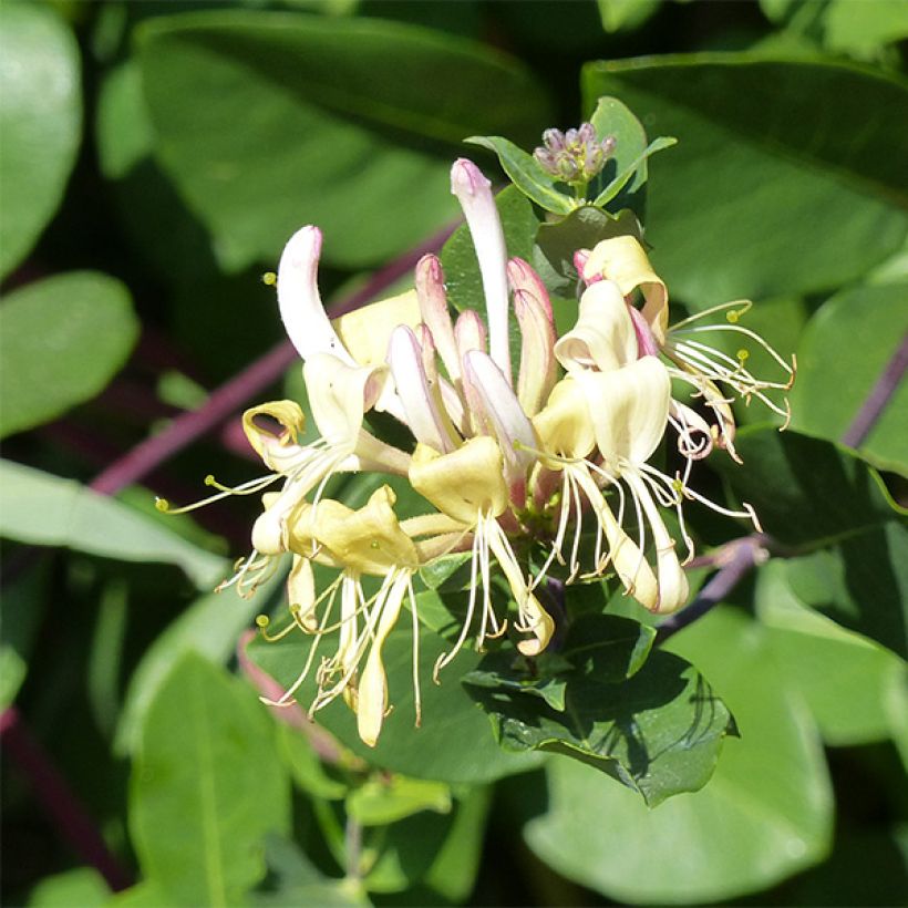 Lonicera periclymenum Graham thomas - Caprifoglio atlantico (Flowering)