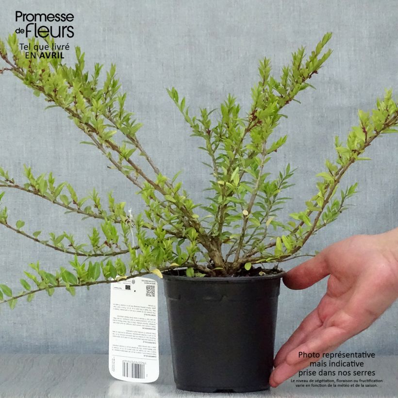 Lonicera pileata - Caprifoglio a cupola Vaso da 1L/1,5L esemplare consegnato in primavera