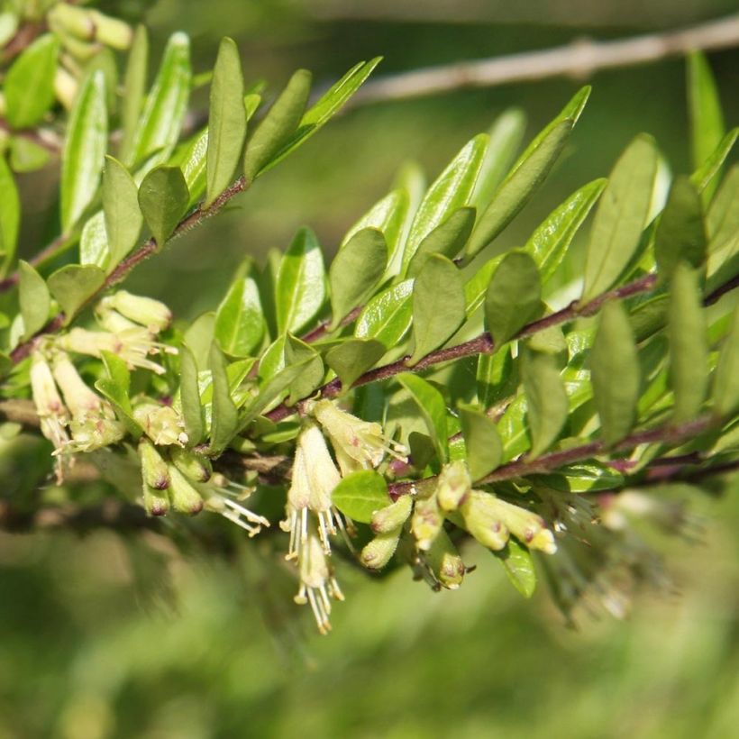 Lonicera pileata Mossgreen - Caprifoglio a cupola (Foliage)