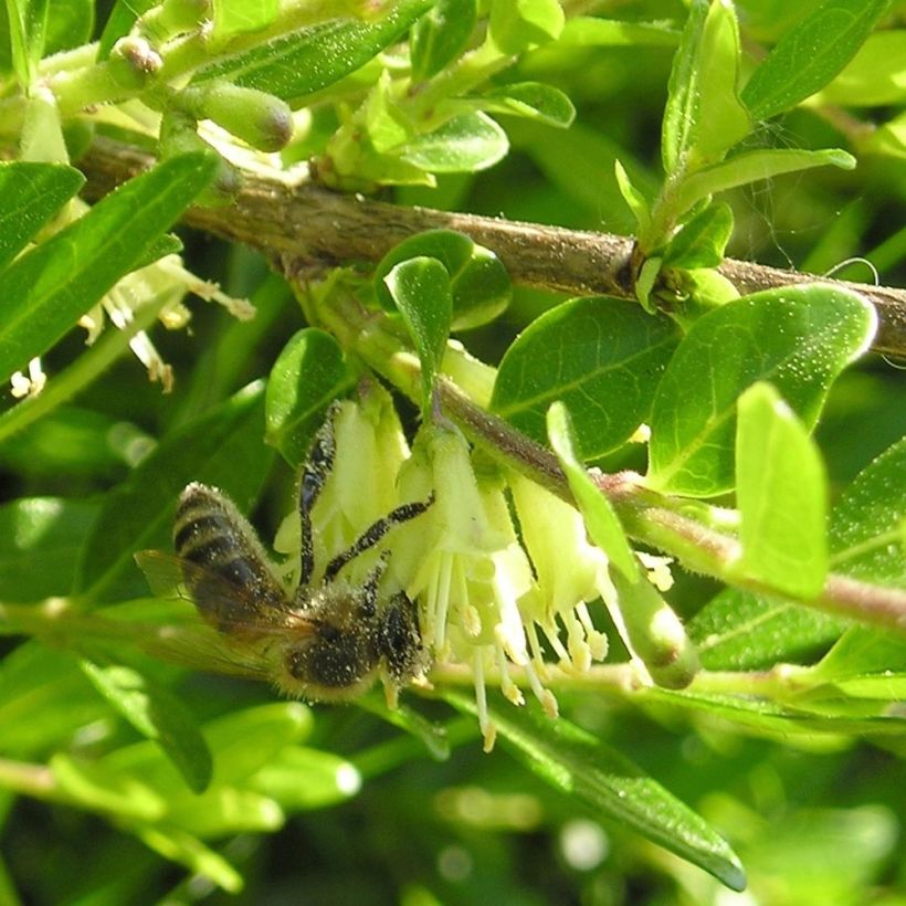 Lonicera pileata Mossgreen - Caprifoglio a cupola (Flowering)