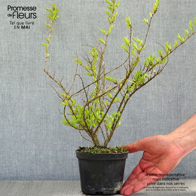 Example of Lonicera pileata Mossgreen - Caprifoglio a cupola Vaso da 1L/1,5L as you get in printemps