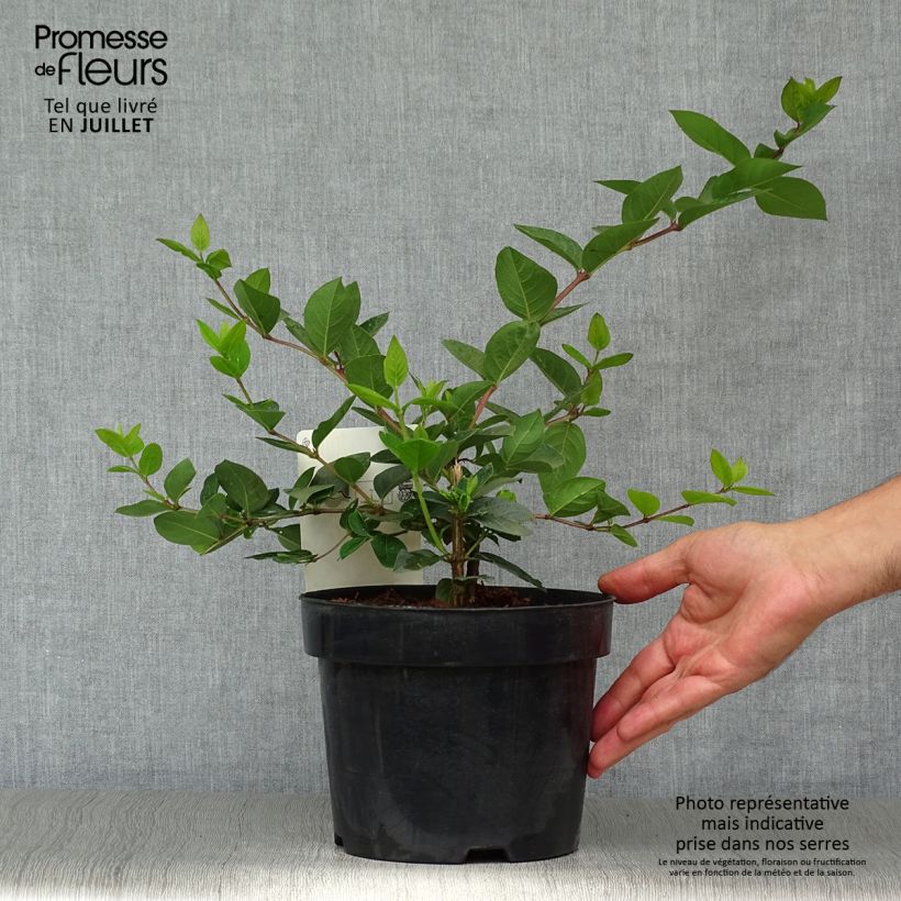 Esemplare di Lonicera purpusii Winter Beauty - Caprifoglio Vaso da 2L/3L consegnato in estate