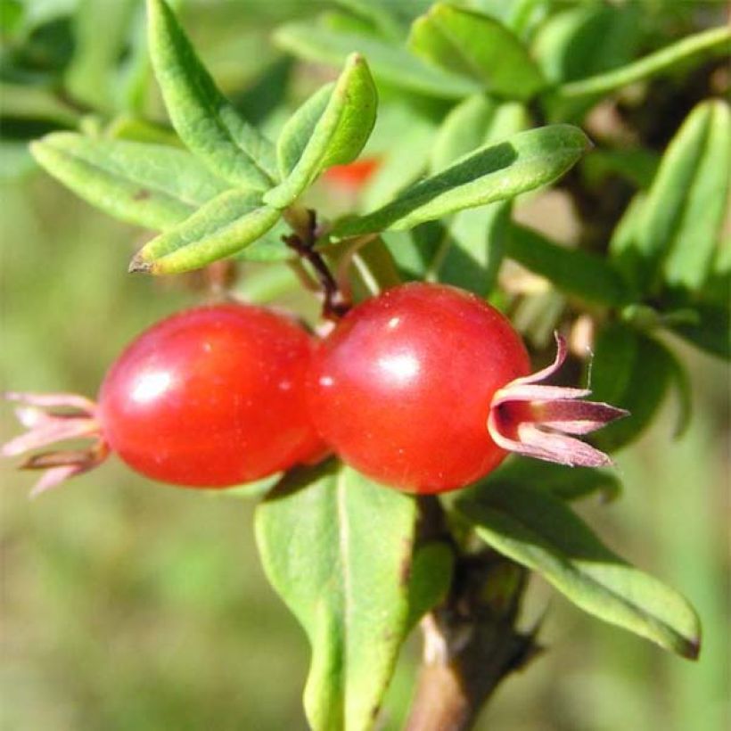 Lonicera syringantha - Caprifoglio (Raccolta)