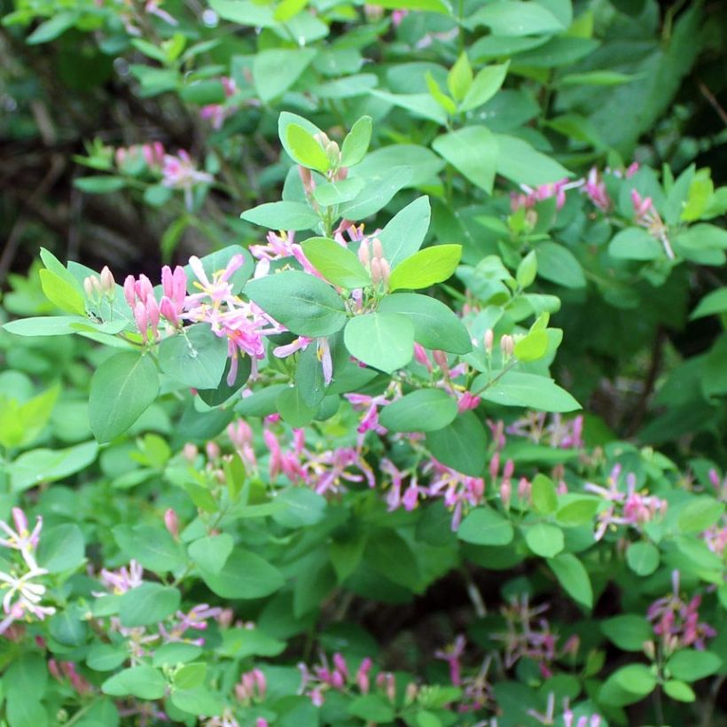 Lonicera tatarica - Caprifoglio dei Tatari (Foliage)