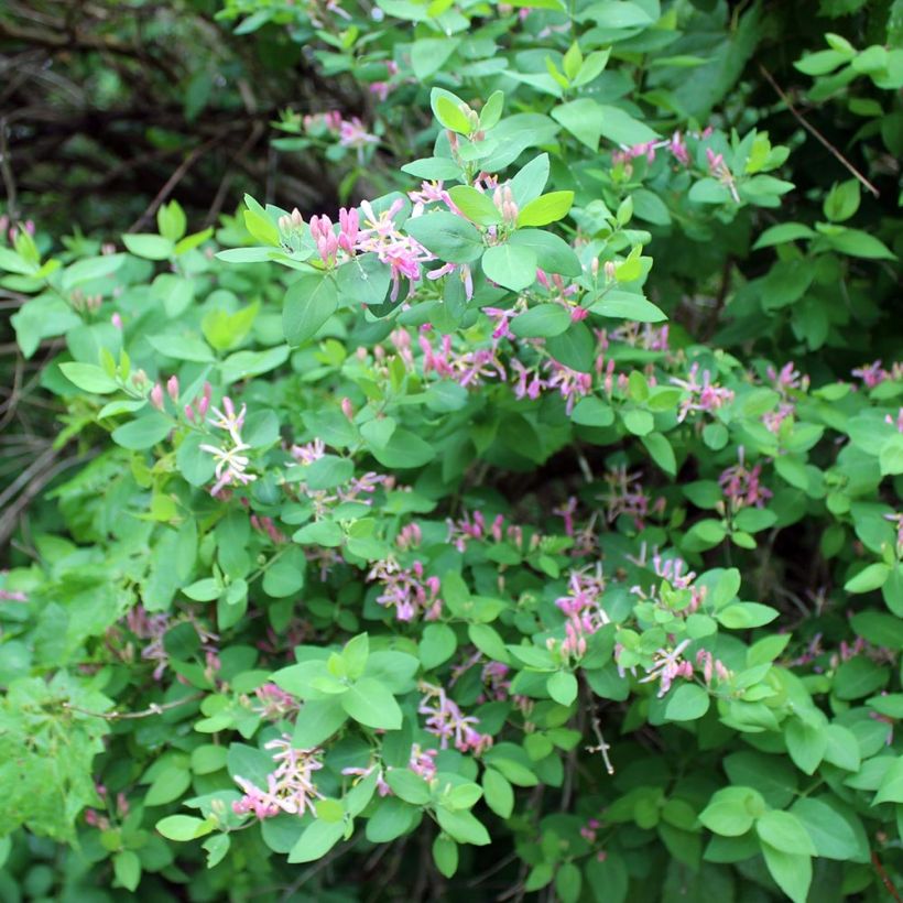 Lonicera tatarica - Caprifoglio dei Tatari (Plant habit)