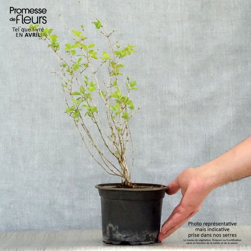 Example of Lonicera tatarica - Caprifoglio dei Tatari Vaso da 2L/3L as you get in printemps