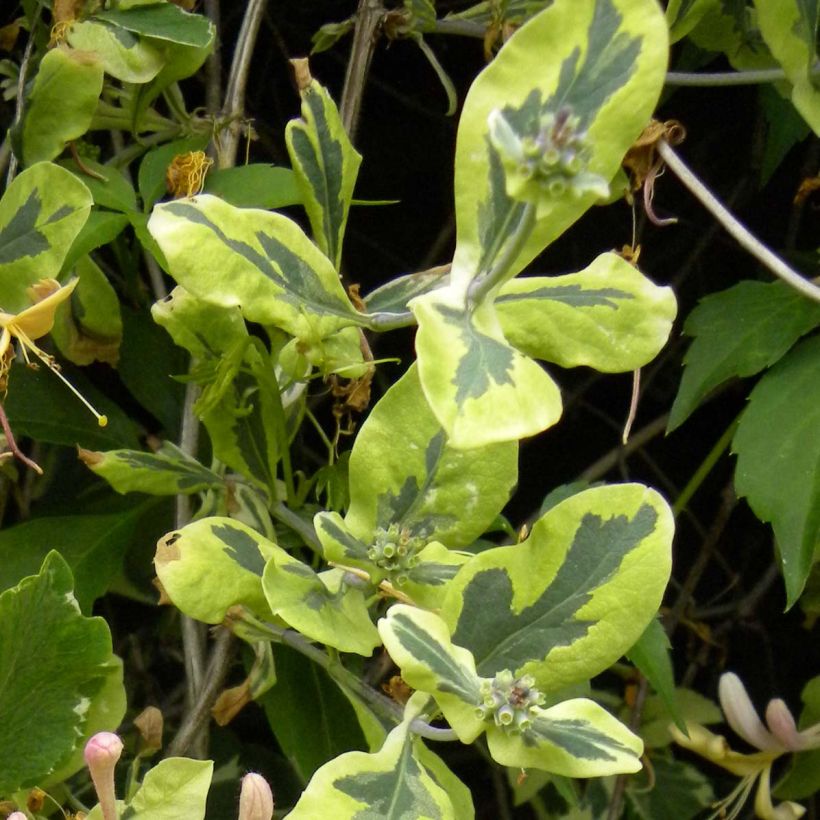 Lonicera caprifolium var. Italica Harlequin - Caprifoglio (Fogliame)
