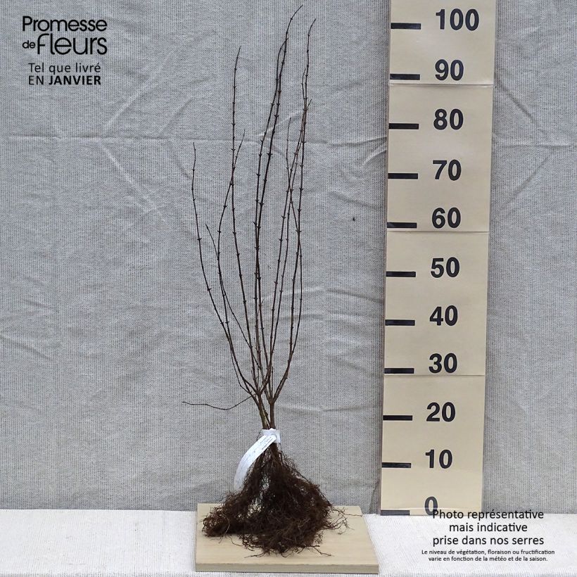 Lonicera xylosteum - Caprifoglio peloso Piante piccole a radice nuda esemplare consegnato in inverno