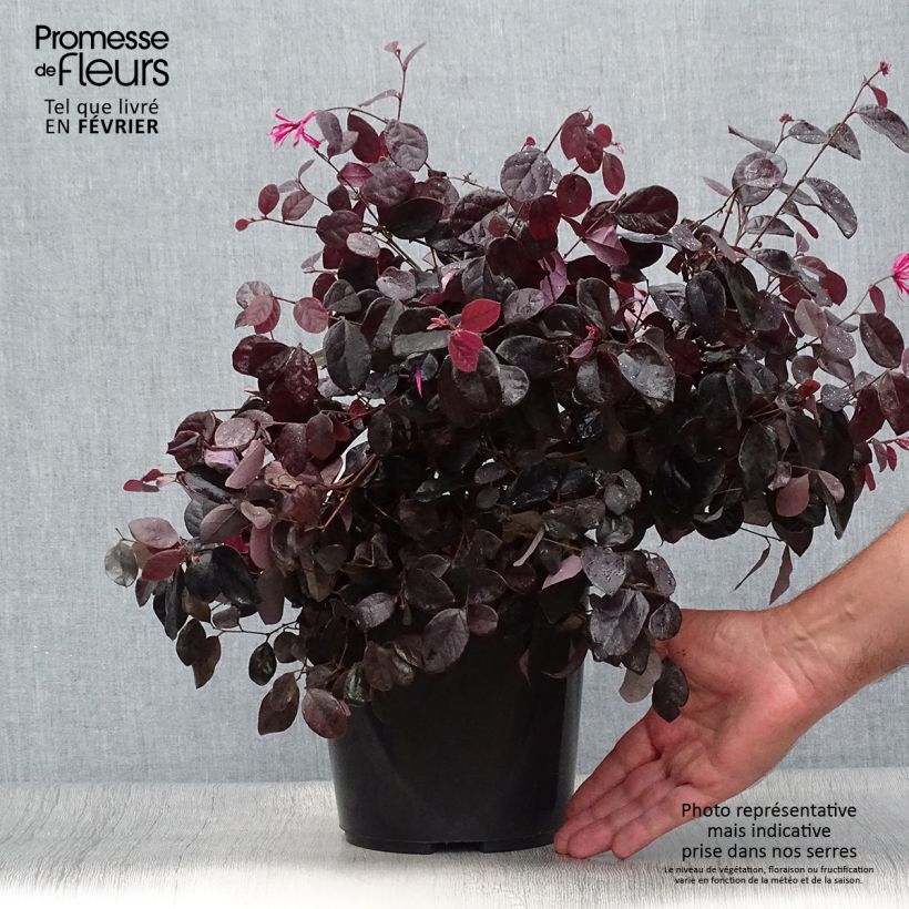 Esemplare di Loropetalum chinense Black Pearl Vaso da 1,5L/2L come consegnato in autunno