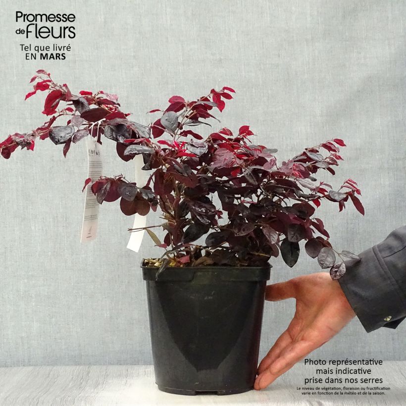 Example of Loropetalum chinense Black Pearl Vaso da 1,5L/2L as you get in printemps
