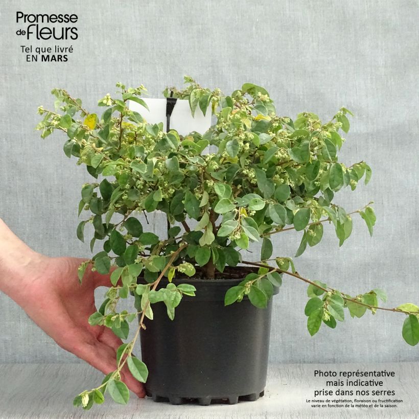 Loropetalum chinense Carolina Moonlight Vaso da 2L/3L esemplare consegnato in primavera