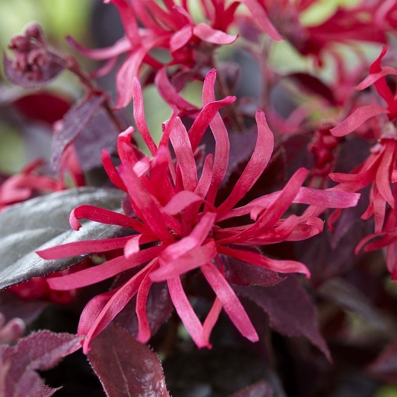 Loropetalum chinense var. rubrum Ever Red (Fioritura)