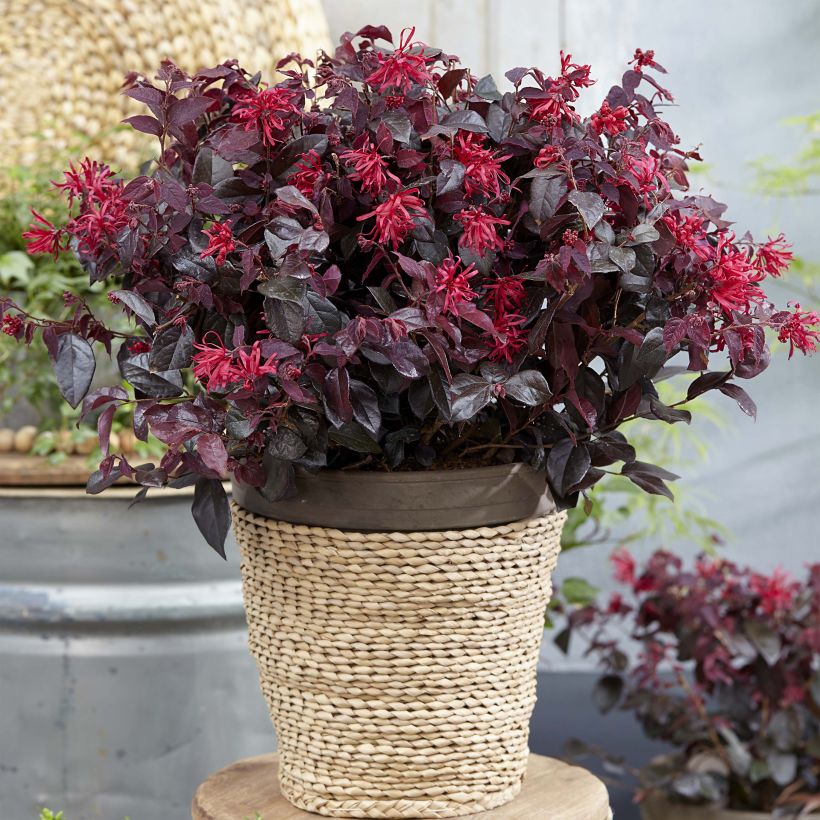 Loropetalum chinense var. rubrum Ever Red (Porto)