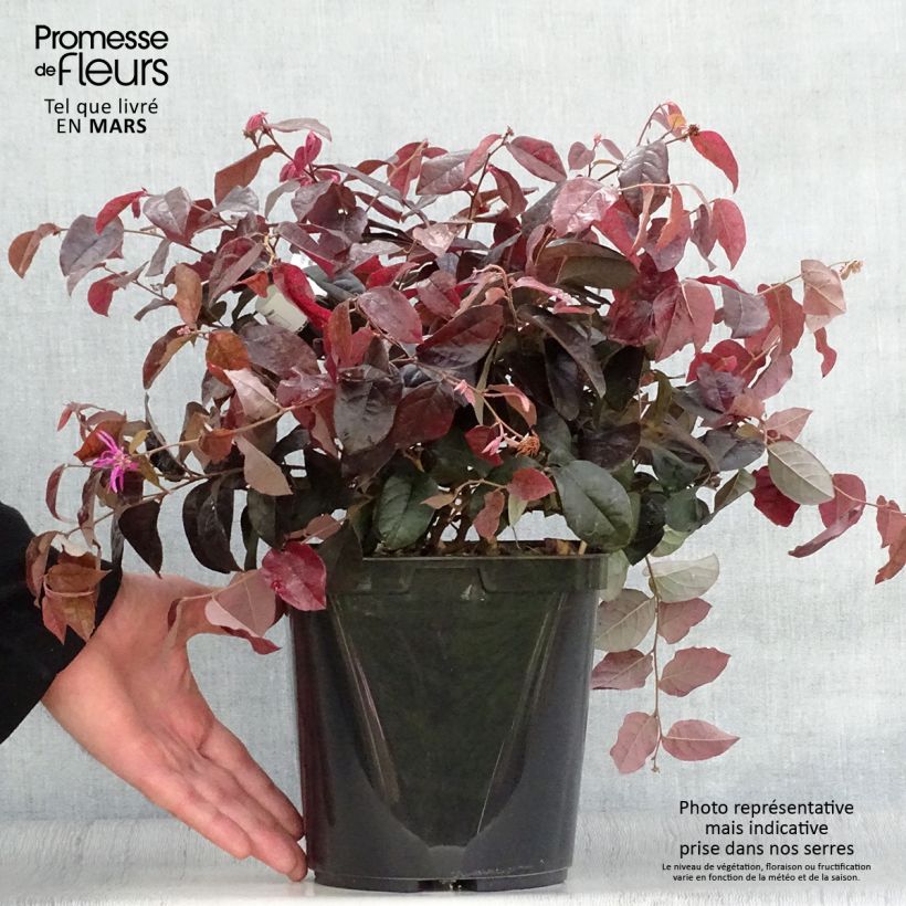 Loropetalum chinense var. rubrum Pipa's Red Vaso da 2L/3L esemplare consegnato in primavera