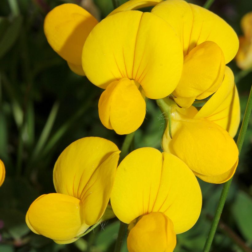 Lotus corniculatus - Ginestrino (Fioritura)