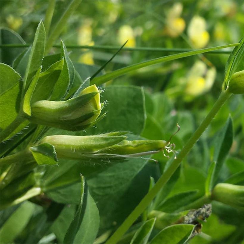 Lotus maritimus - Ginestrino marittimo (Fogliame)