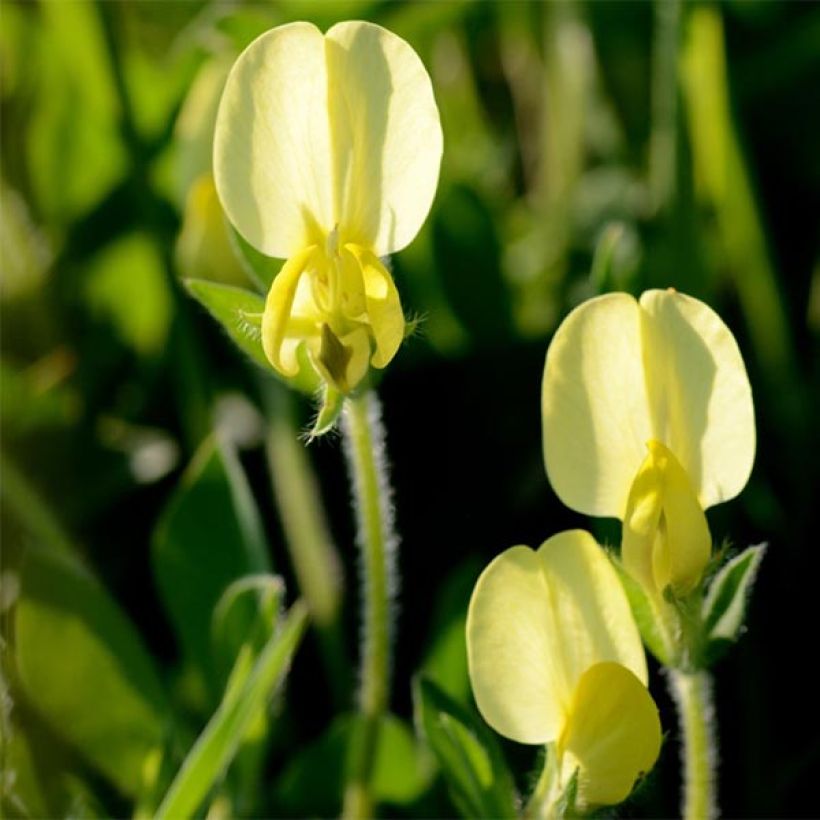 Lotus maritimus - Ginestrino marittimo (Fioritura)
