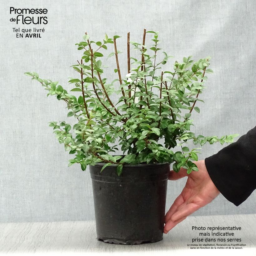 Example of Luma chequen Vaso da 4L/5L as you get in printemps