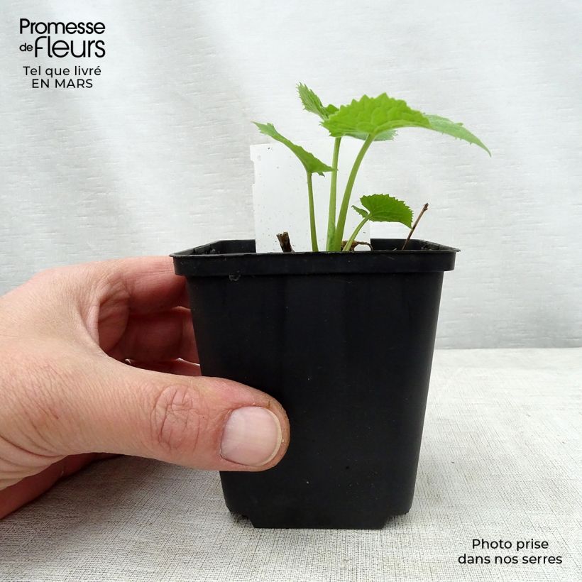 Example of Lunaria rediviva - Lunaria comune Vasetto da 8/9 cm as you get in printemps