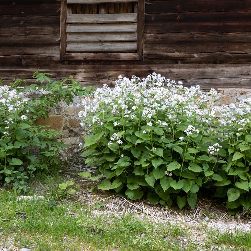 Lunaria rediviva - Lunaria comune (Plant habit)