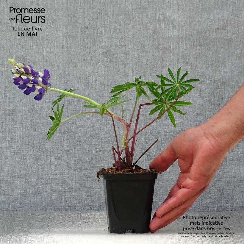 Lupinus Gallery Blue - Lupino Vasetto da 8/9 cm esemplare consegnato in primavera