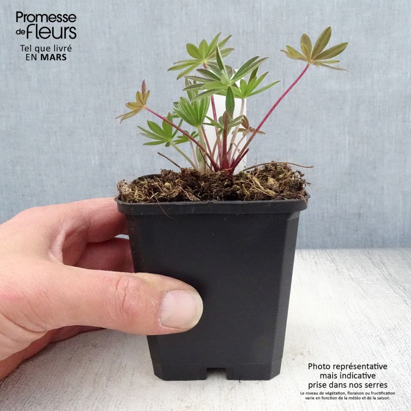 Lupinus Gallery Pink - Lupino Vasetto da 8/9 cm esemplare consegnato in primavera