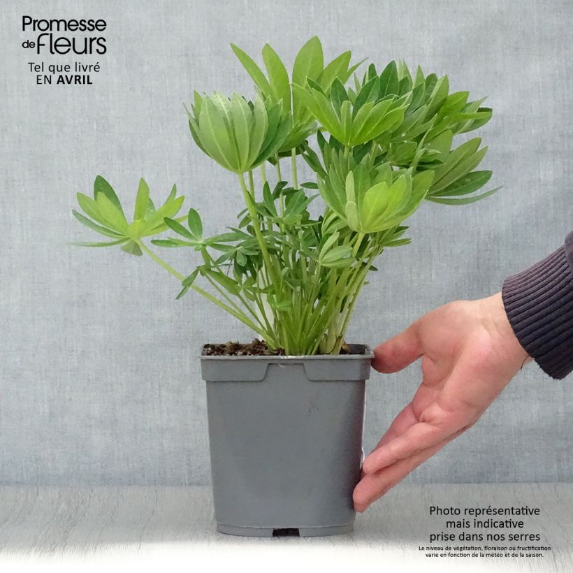 Lupinus Gallery White - Lupino Vaso da 2L/3L esemplare consegnato in primavera