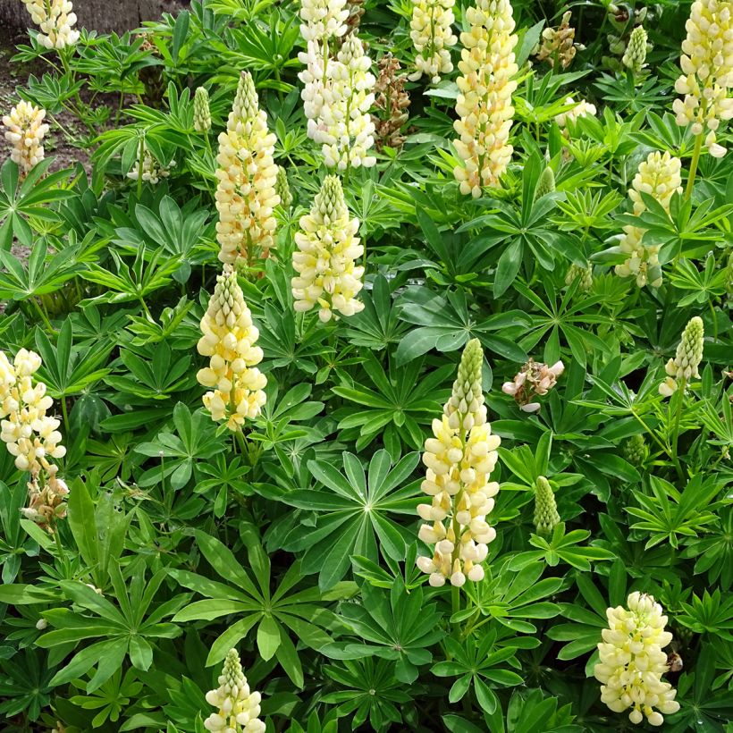 Lupinus Gallery Yellow - Lupino (Plant habit)