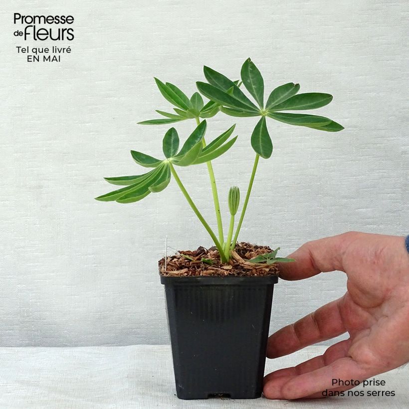 Example of Lupinus Gallery Yellow - Lupino Vasetto da 8/9 cm as you get in printemps