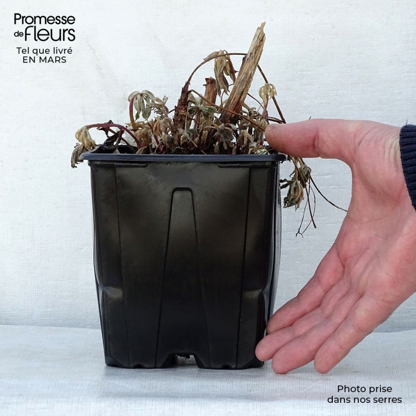 Lupinus The Châtelaine - Lupino Vaso da 2L/3L esemplare consegnato in primavera