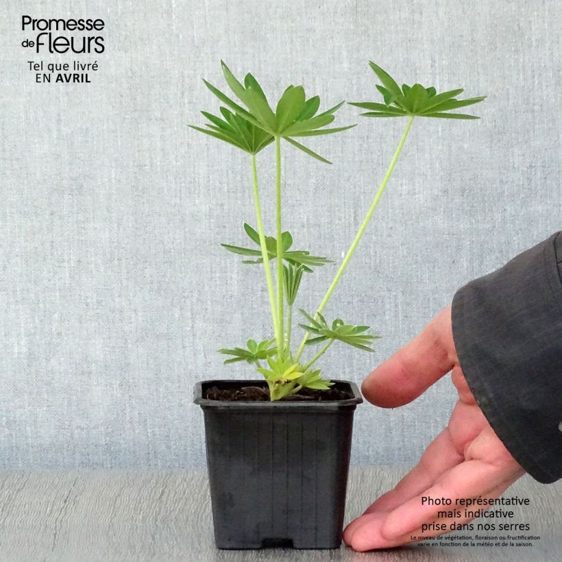 Example of Lupinus Noblemaiden - Lupino Vasetto da 7/8 cm as you get in printemps