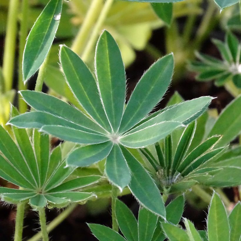 Lupinus Noblemaiden - Lupino (Foliage)