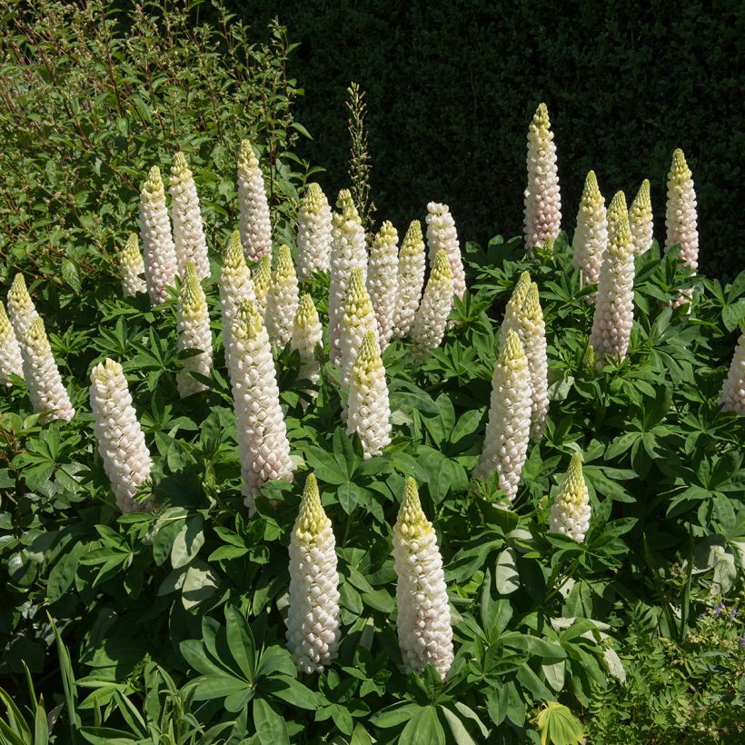 Lupinus Noblemaiden - Lupino (Plant habit)