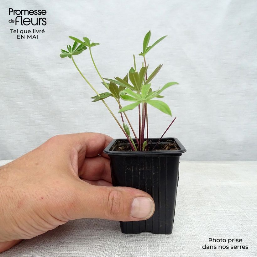 Example of Lupinus The Governor - Lupino Vasetto da 7/8 cm as you get in printemps