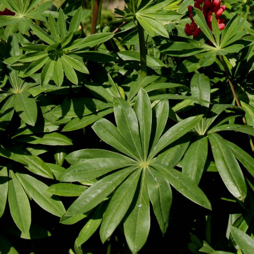 Lupinus Les Pages - Lupino (Foliage)