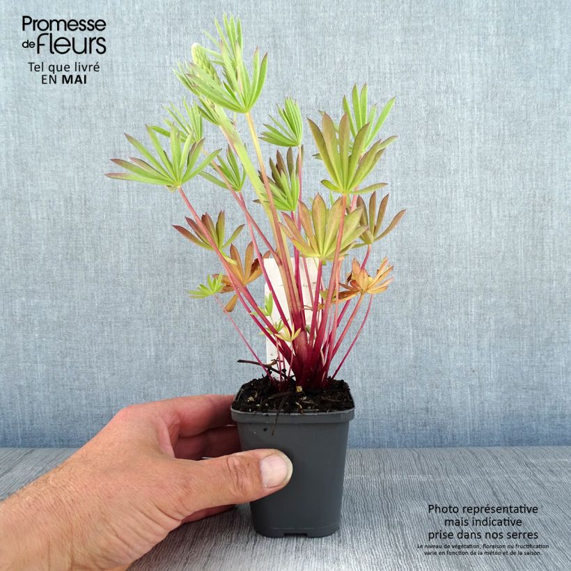 Example of Lupinus Minaret - Lupino Vasetto da 8/9 cm as you get in printemps