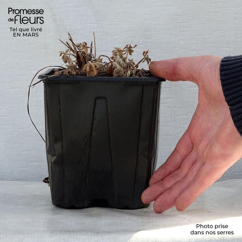 Example of Lupinus My Castle - Lupino Vaso da 2L/3L as you get in printemps