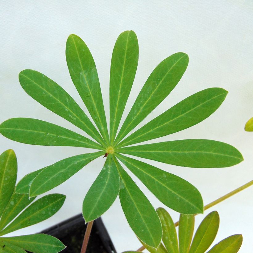 Lupinus West Country Manhattan Lights - Lupino (Foliage)