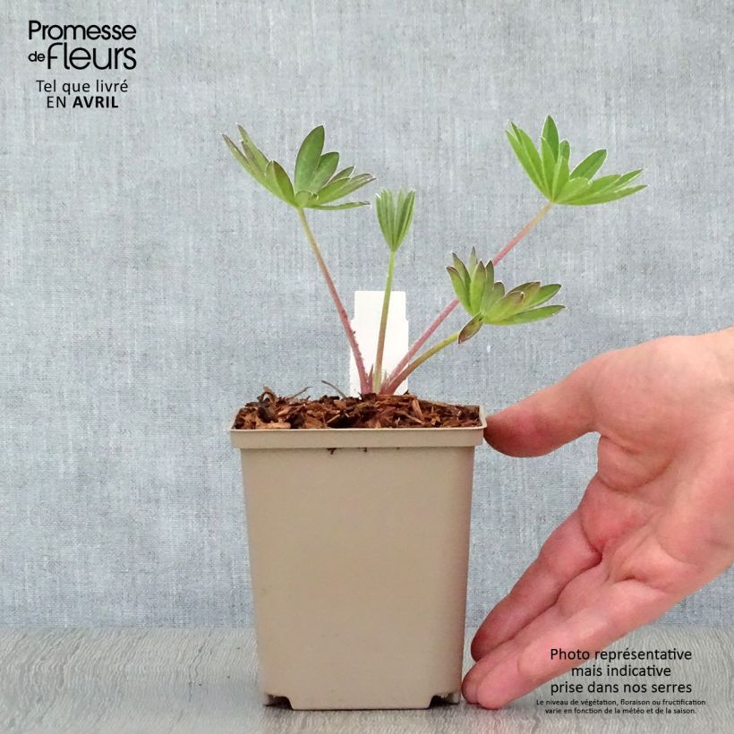 Example of Lupinus West Country Manhattan Lights - Lupino Vasetto da 8/9 cm as you get in printemps