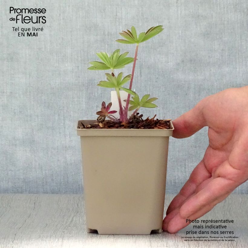 Lupinus West Country Persian Slipper - Lupino Vaso da Ø 10 cm/11 cm esemplare consegnato in primavera