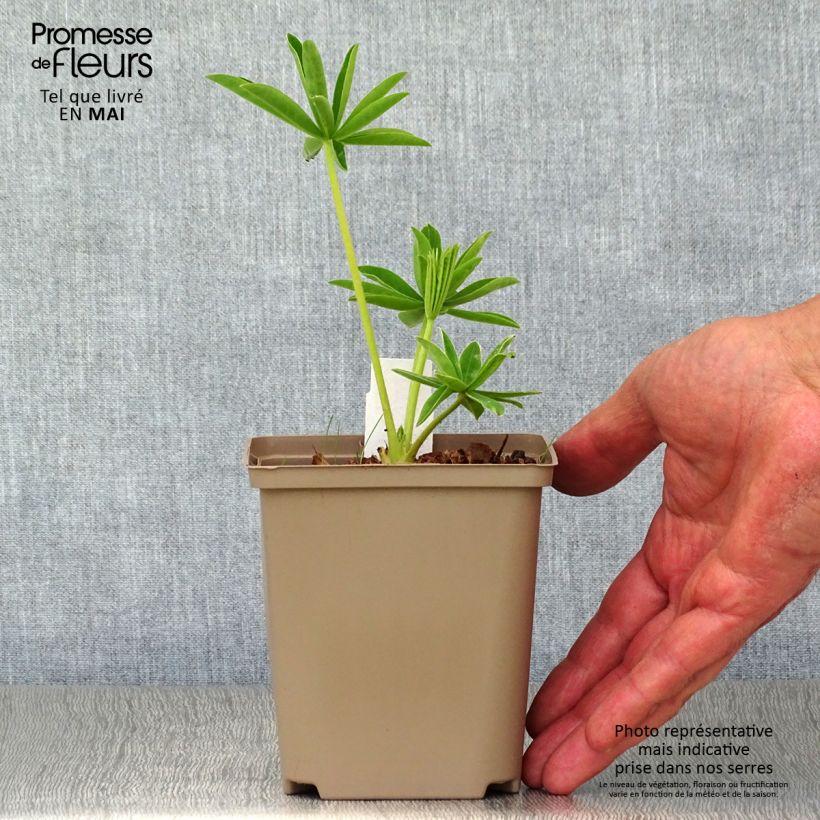 Lupinus West Country Polar Princess - Lupino Vaso da Ø 10 cm/11 cm esemplare consegnato in primavera
