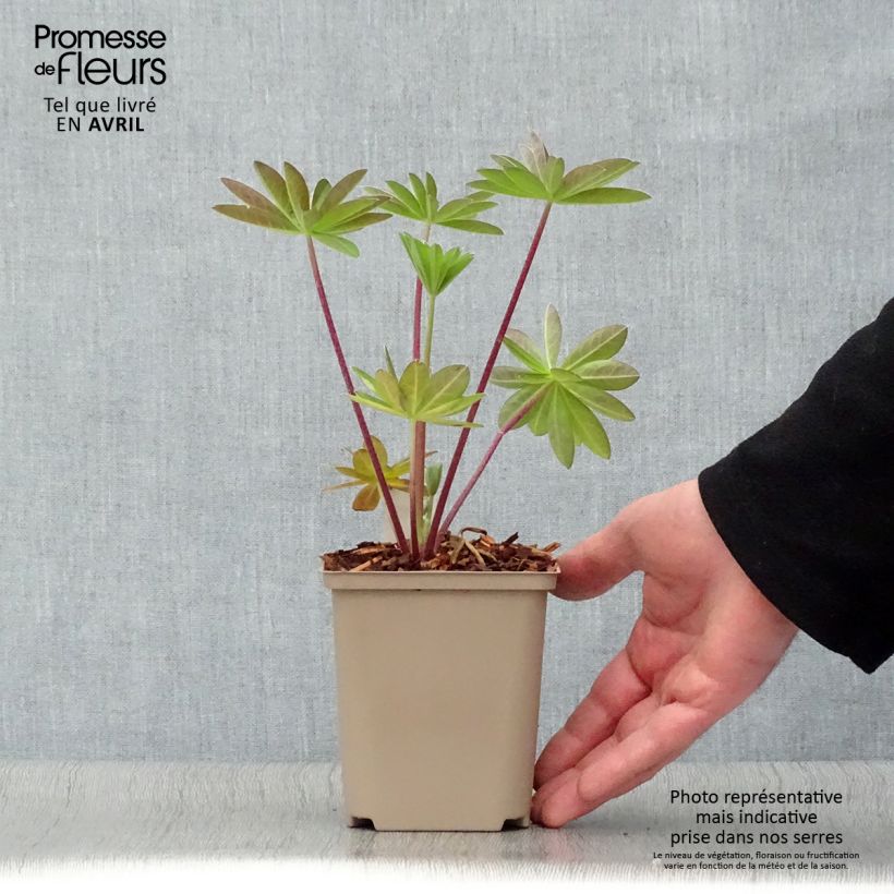 Example of Lupinus West Country Tequila Flame - Lupino Vaso da Ø 10 cm/11 cm as you get in printemps