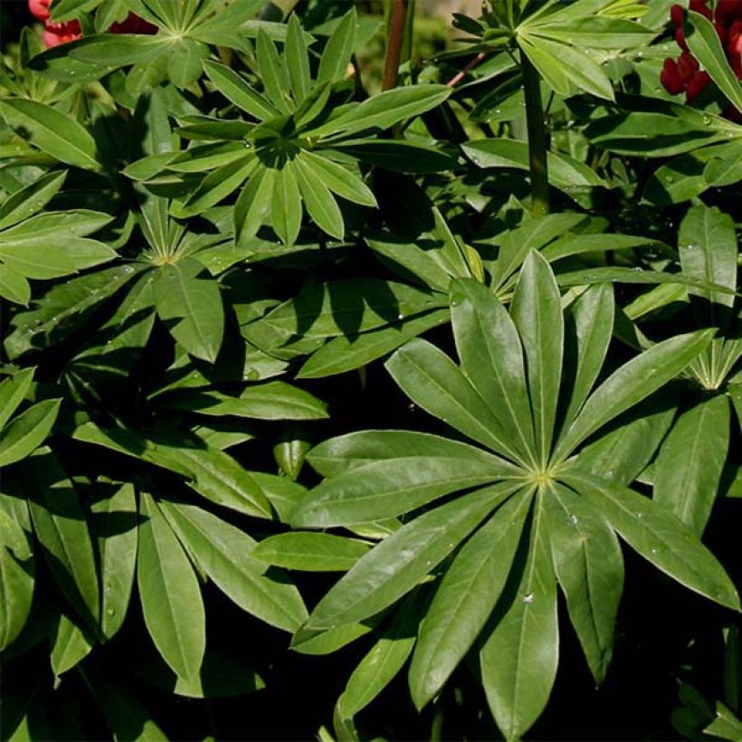 Lupinus West Country Towering Inferno - Lupino (Foliage)