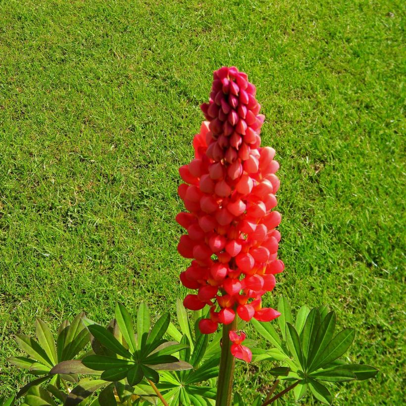Lupinus West Country Towering Inferno - Lupino (Flowering)
